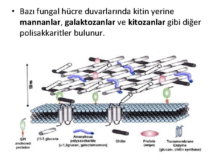  • Bazı fungal hücre duvarlarında kitin yerine mannanlar, galaktozanlar ve kitozanlar gibi diğer