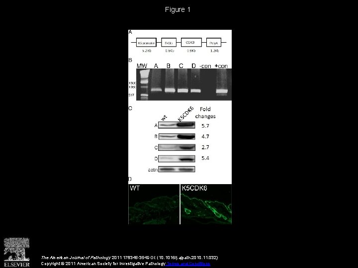 Figure 1 The American Journal of Pathology 2011 178345 -354 DOI: (10. 1016/j. ajpath.