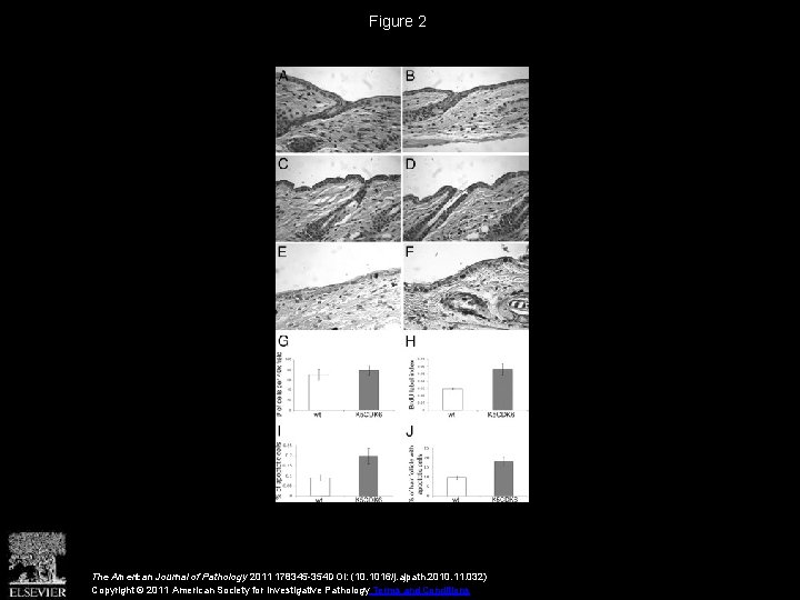 Figure 2 The American Journal of Pathology 2011 178345 -354 DOI: (10. 1016/j. ajpath.