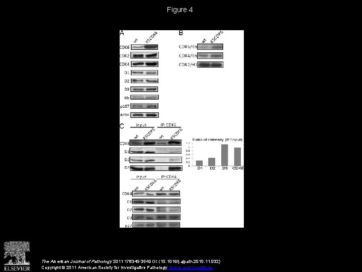 Figure 4 The American Journal of Pathology 2011 178345 -354 DOI: (10. 1016/j. ajpath.