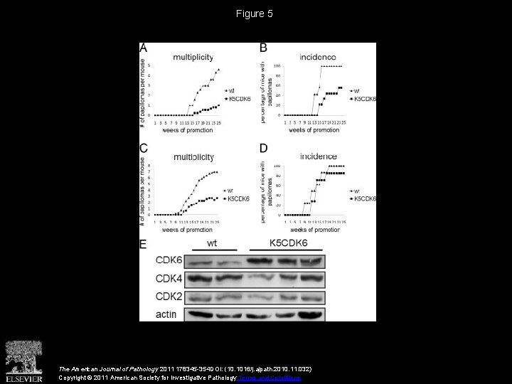 Figure 5 The American Journal of Pathology 2011 178345 -354 DOI: (10. 1016/j. ajpath.