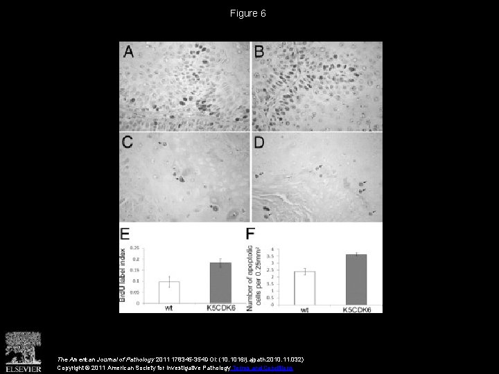 Figure 6 The American Journal of Pathology 2011 178345 -354 DOI: (10. 1016/j. ajpath.