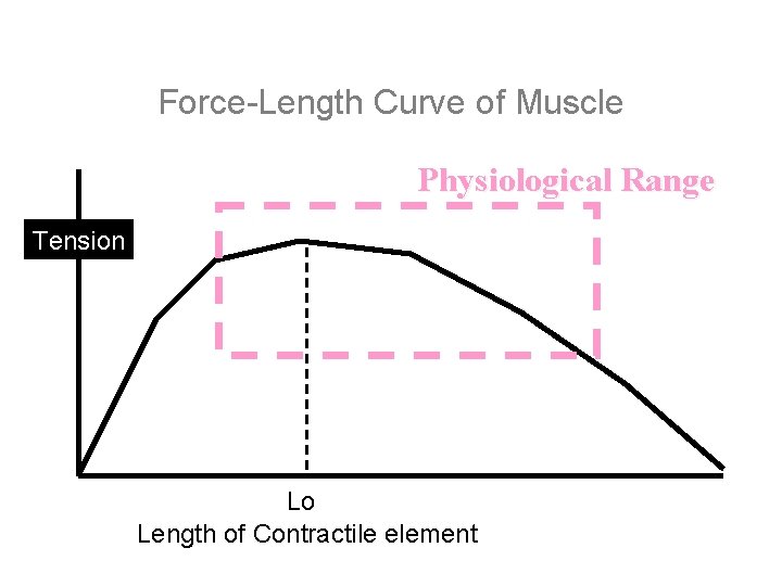 Force-Length Curve of Muscle Physiological Range Tension Lo Length of Contractile element 