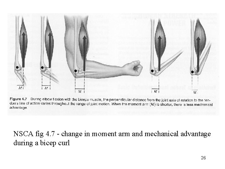 NSCA fig 4. 7 - change in moment arm and mechanical advantage during a