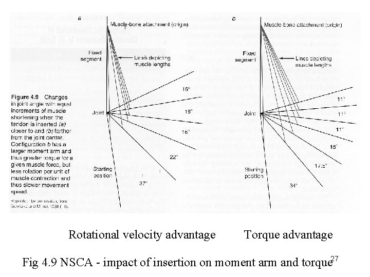 Rotational velocity advantage Torque advantage Fig 4. 9 NSCA - impact of insertion on
