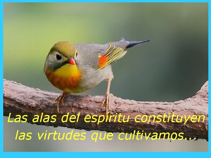 Las alas del espíritu constituyen las virtudes que cultivamos. . . 