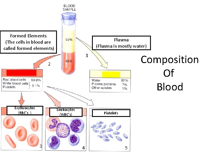 Formed Elements (The cells in blood are called formed elements) Plasma (Plasma is mostly