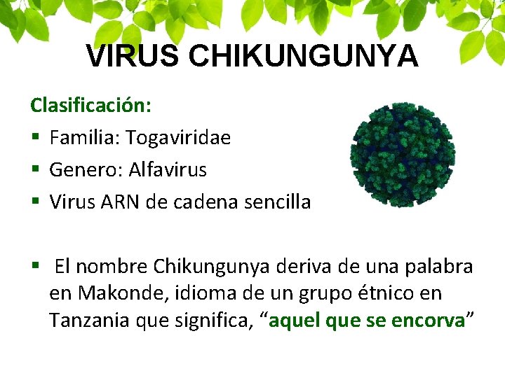 VIRUS CHIKUNGUNYA Clasificación: § Familia: Togaviridae § Genero: Alfavirus § Virus ARN de cadena