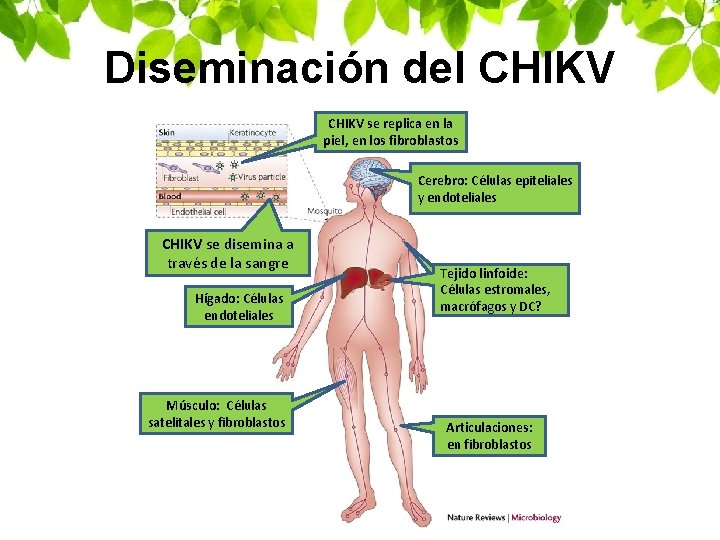 Diseminación del CHIKV se replica en la piel, en los fibroblastos Cerebro: Células epiteliales