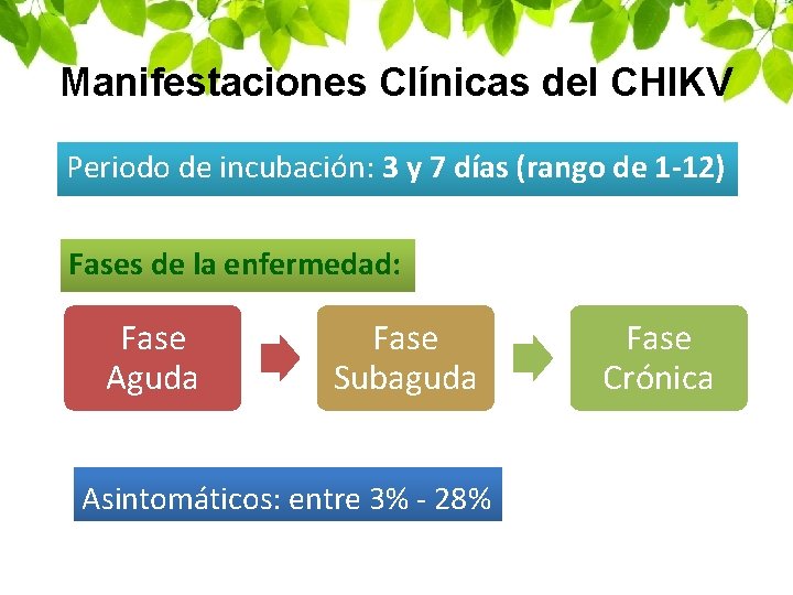 Manifestaciones Clínicas del CHIKV Periodo de incubación: 3 y 7 días (rango de 1