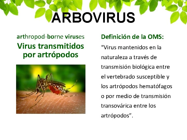 ARBOVIRUS arthropod-borne viruses Virus transmitidos por artrópodos Definición de la OMS: “Virus mantenidos en