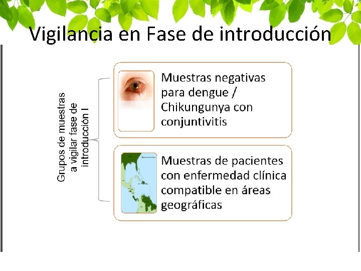 Vigilancia en Fase de introducción 