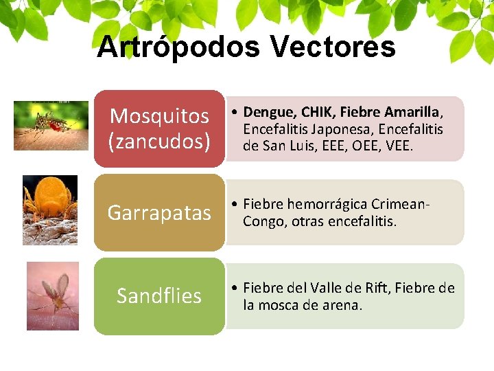 Artrópodos Vectores Mosquitos (zancudos) • Dengue, CHIK, Fiebre Amarilla, Encefalitis Japonesa, Encefalitis de San