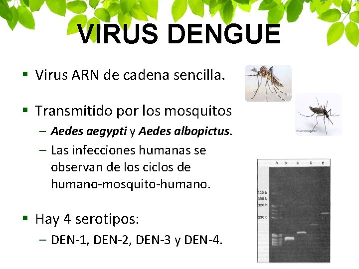 VIRUS DENGUE § Virus ARN de cadena sencilla. § Transmitido por los mosquitos –