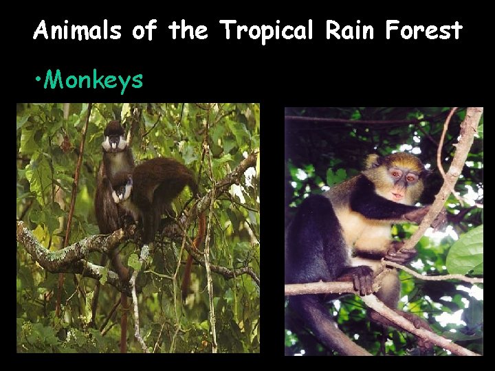 Animals of the Tropical Rain Forest • Monkeys 