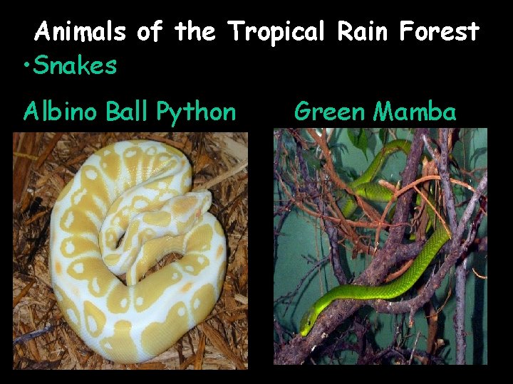 Animals of the Tropical Rain Forest • Snakes Albino Ball Python Green Mamba Animals of the Tropical Rain Forest • Snakes Albino Ball Python Green Mamba