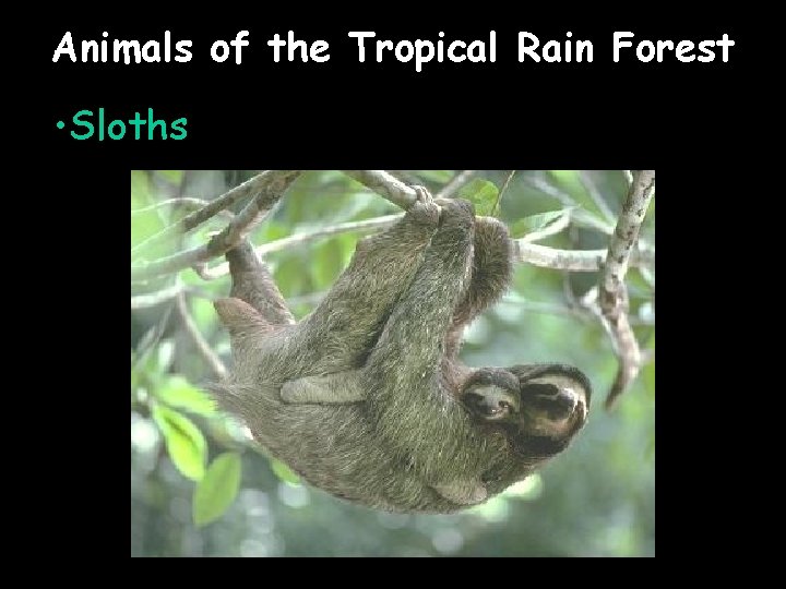 Animals of the Tropical Rain Forest • Sloths 