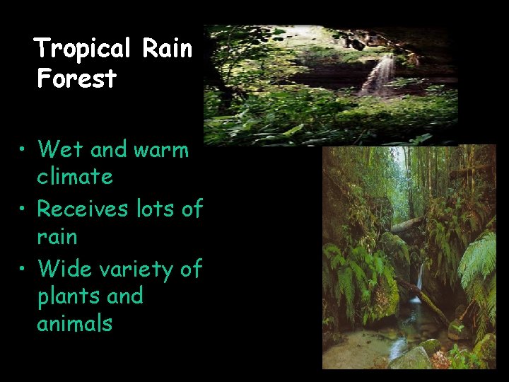 Tropical Rain Forest • Wet and warm climate • Receives lots of rain •