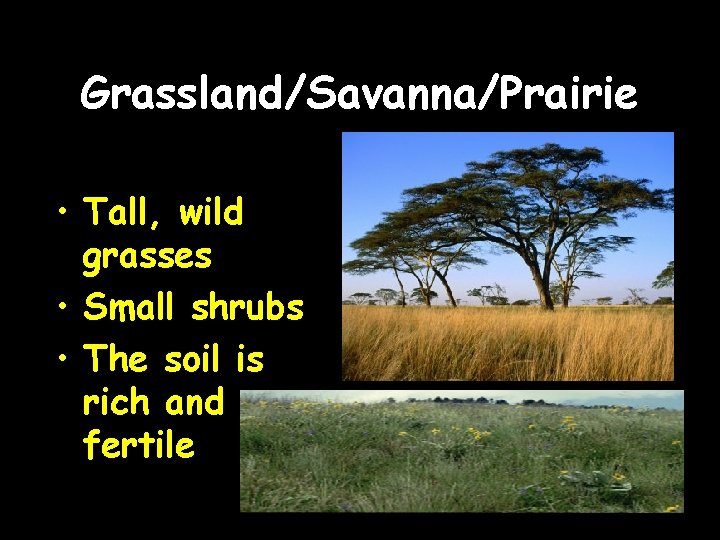Grassland/Savanna/Prairie • Tall, wild grasses • Small shrubs • The soil is rich and