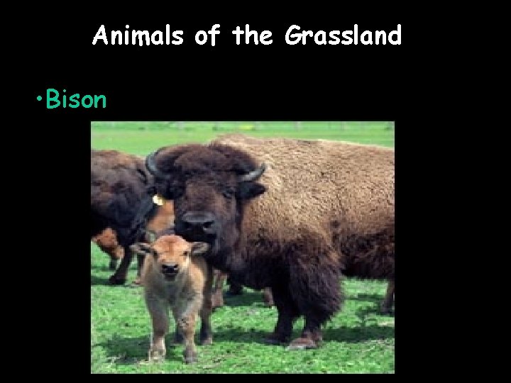 Animals of the Grassland • Bison 