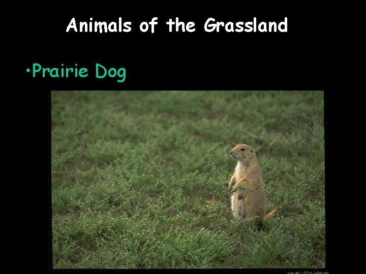 Animals of the Grassland • Prairie Dog 