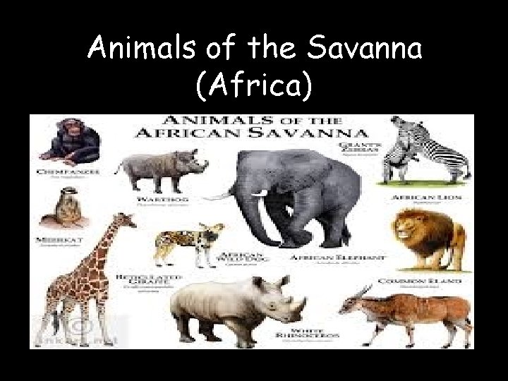 Animals of the Savanna (Africa) 