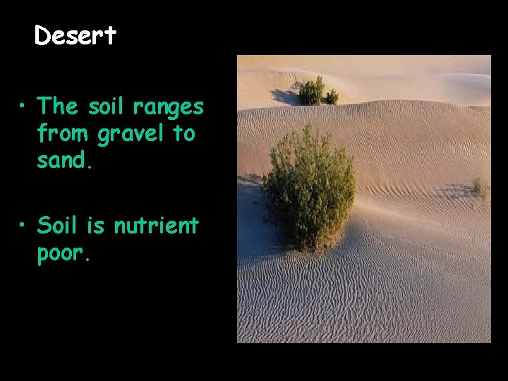 Desert • The soil ranges from gravel to sand. • Soil is nutrient poor. Desert • The soil ranges from gravel to sand. • Soil is nutrient poor.