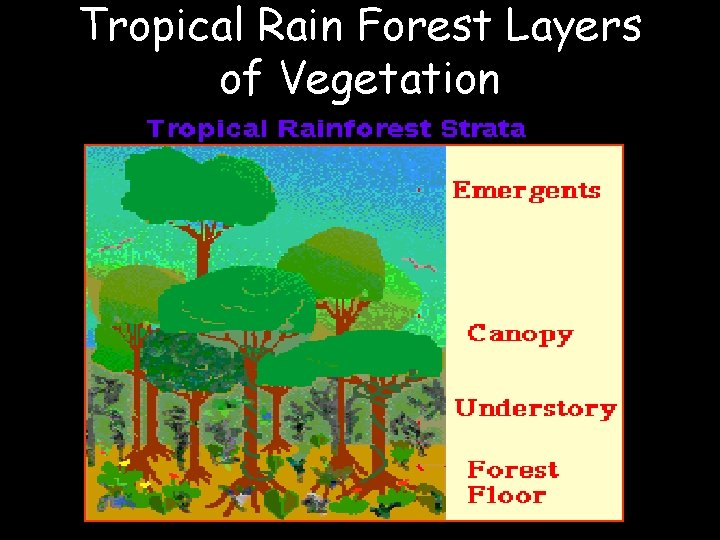 Tropical Rain Forest Layers of Vegetation 