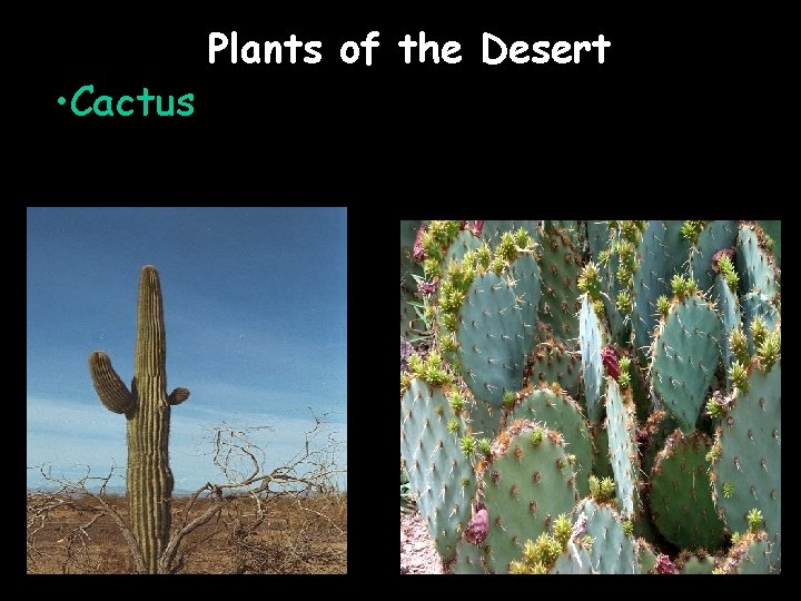  • Cactus Plants of the Desert 