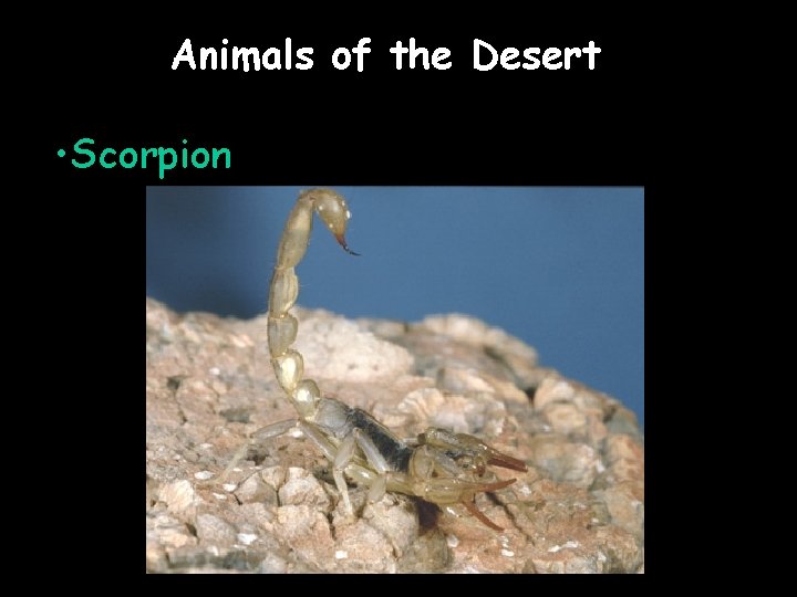 Animals of the Desert • Scorpion Animals of the Desert • Scorpion
