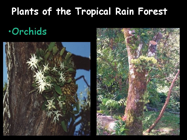 Plants of the Tropical Rain Forest • Orchids 