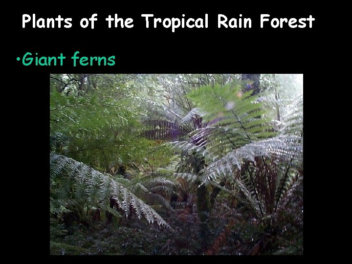 Plants of the Tropical Rain Forest • Giant ferns 