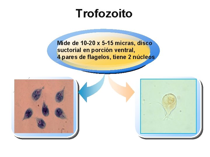 Trofozoito Mide de 10 -20 x 5 -15 micras, disco suctorial en porción ventral,