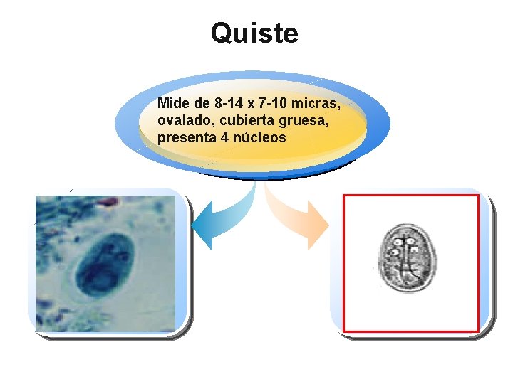 Quiste Mide de 8 -14 x 7 -10 micras, ovalado, cubierta gruesa, presenta 4