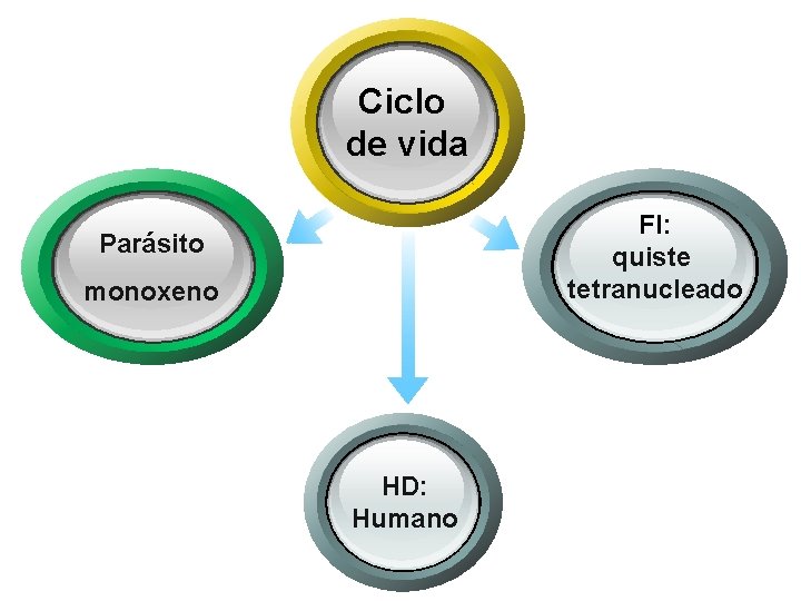 Ciclo de vida FI: quiste tetranucleado Parásito monoxeno HD: Humano 