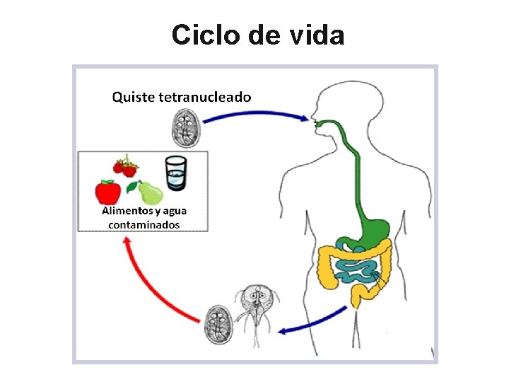 Ciclo de vida 