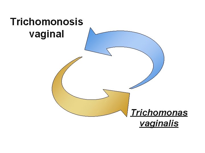 Trichomonosis vaginal Trichomonas vaginalis 