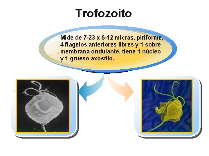 Trofozoito Mide de 7 -23 x 5 -12 micras, piriforme, 4 flagelos anteriores libres