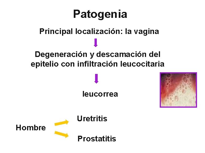 Patogenia Principal localización: la vagina Degeneración y descamación del epitelio con infiltración leucocitaria leucorrea