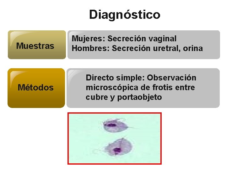 Diagnóstico Muestras Métodos Mujeres: Secreción vaginal Hombres: Secreción uretral, orina Directo simple: Observación microscópica