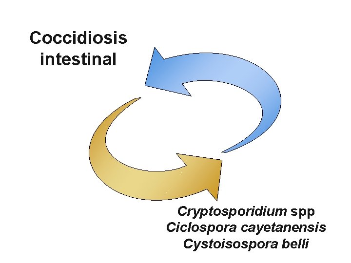 Coccidiosis intestinal Cryptosporidium spp Ciclospora cayetanensis Cystoisospora belli 