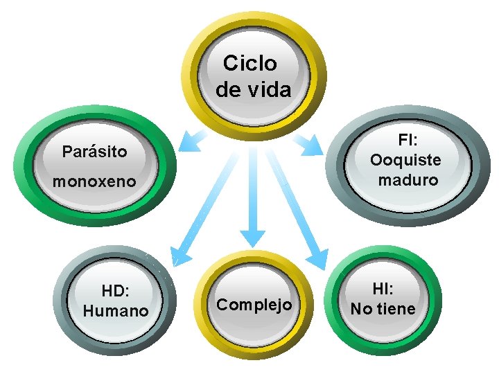 Ciclo de vida FI: Ooquiste maduro Parásito monoxeno HD: Humano Complejo HI: No tiene