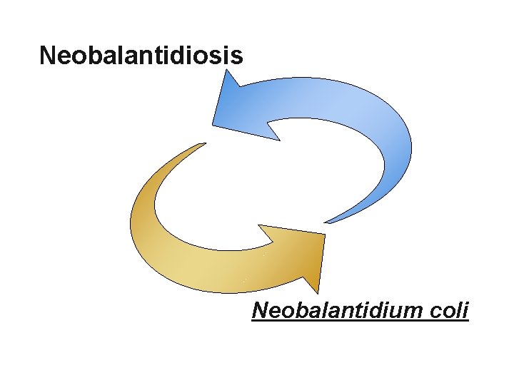 Neobalantidiosis Neobalantidium coli 