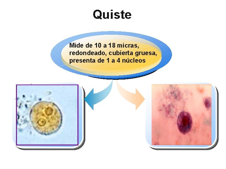 Quiste Mide de 10 a 18 micras, redondeado, cubierta gruesa, presenta de 1 a