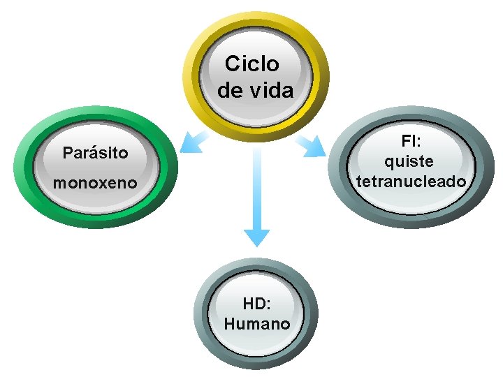 Ciclo de vida FI: quiste tetranucleado Parásito monoxeno HD: Humano 