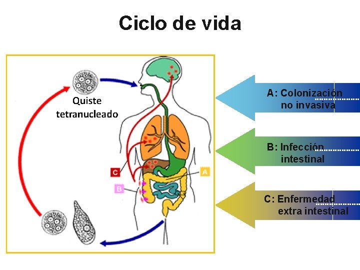 Ciclo de vida A: Colonización no invasiva B: Infección intestinal C: Enfermedad extra intestinal