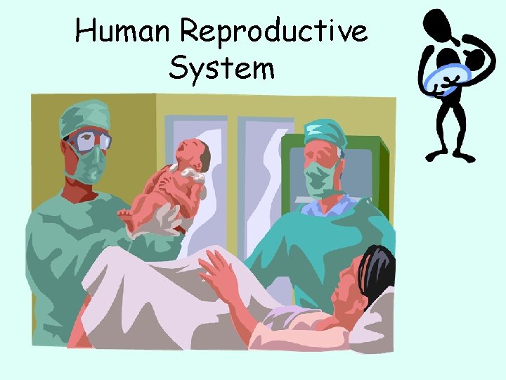 Human Reproductive System 