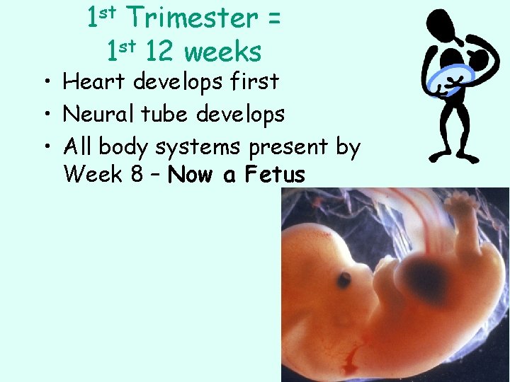 1 st Trimester = 1 st 12 weeks • Heart develops first • Neural