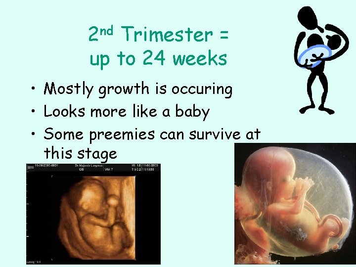 2 nd Trimester = up to 24 weeks • Mostly growth is occuring •