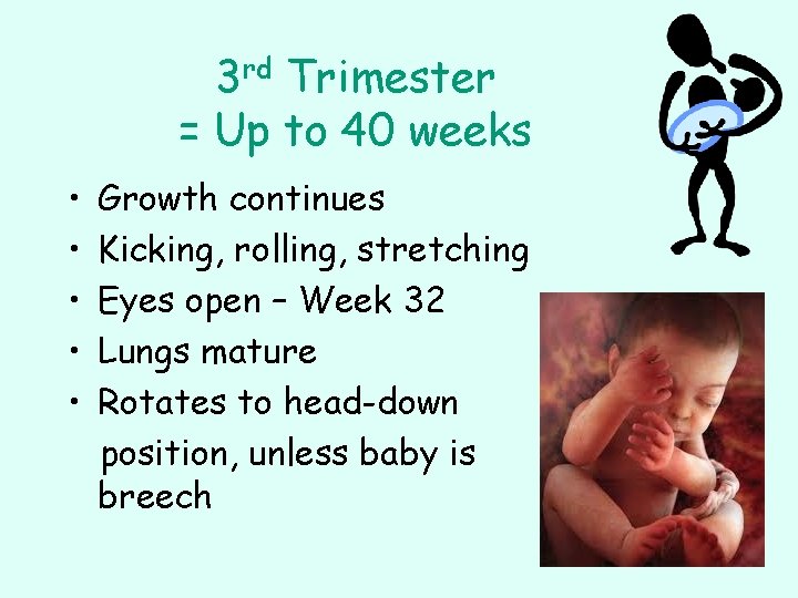 3 rd Trimester = Up to 40 weeks • • • Growth continues Kicking,